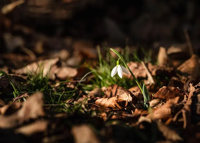 Molnarkalacs Vendeghaz